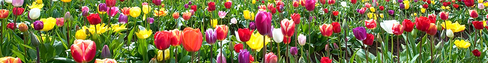 Портфолио, фото №29
